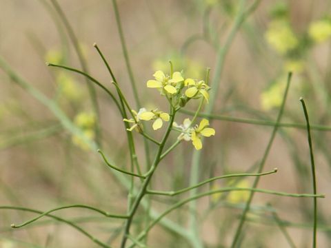 Sisymbrium altissimum