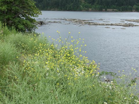 Sisymbrium altissimum