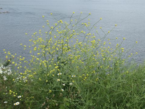 Sisymbrium altissimum