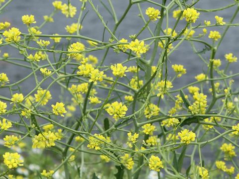 Sisymbrium altissimum