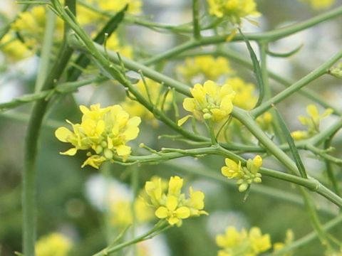 Sisymbrium altissimum