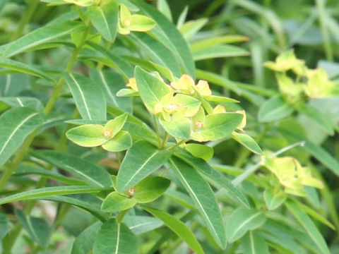 Euphorbia togakusensis