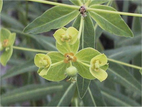 Euphorbia togakusensis