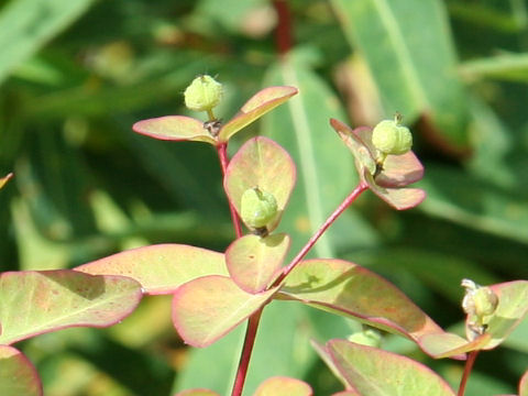 Euphorbia togakusensis