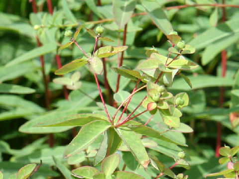 Euphorbia togakusensis