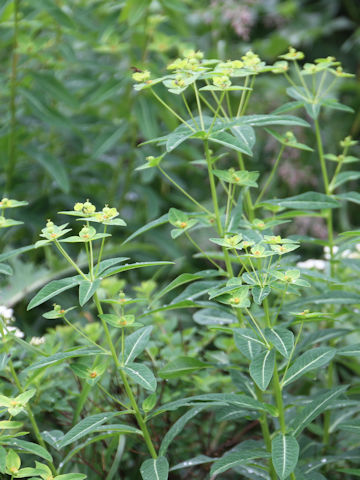 Euphorbia togakusensis
