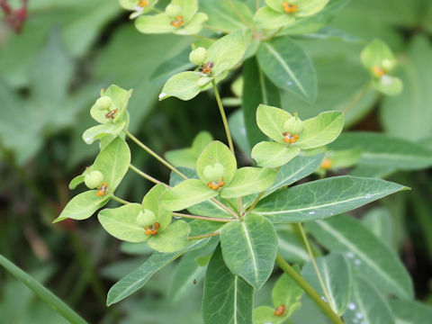 Euphorbia togakusensis