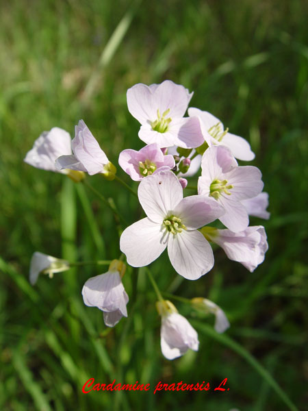 Cardamine pratensis