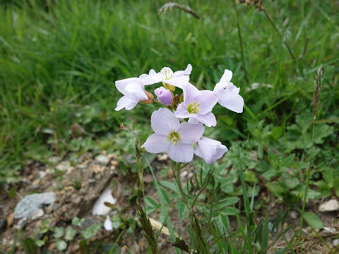 Cardamine pratensis