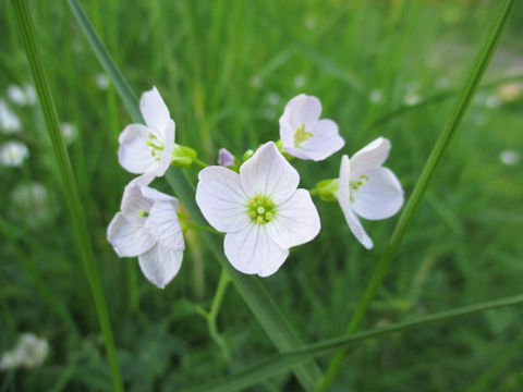 Cardamine pratensis