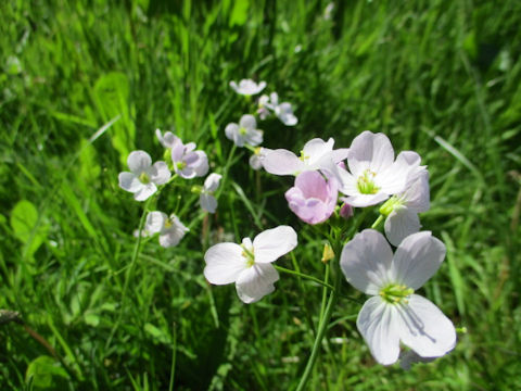 Cardamine pratensis