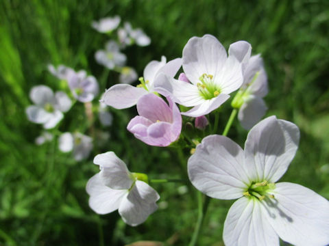 Cardamine pratensis