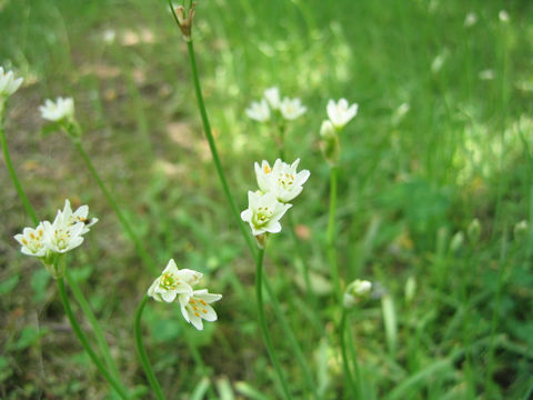 Nothoscordum fragrans