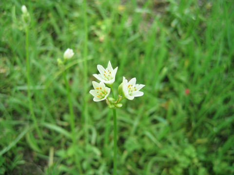 Nothoscordum fragrans