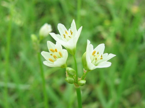 Nothoscordum fragrans