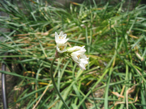 Nothoscordum fragrans