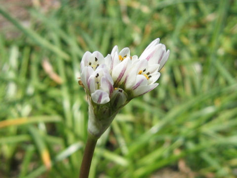 Nothoscordum fragrans