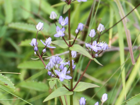 Swertia tetrapetala var.happoensis