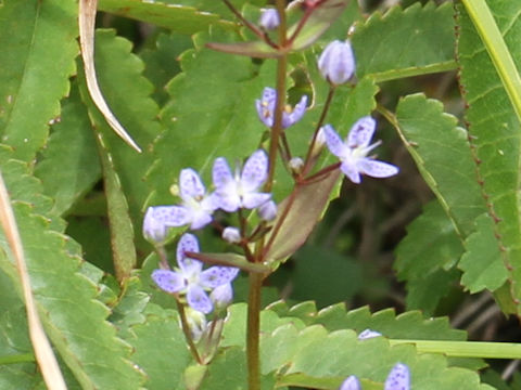 Swertia tetrapetala var.happoensis