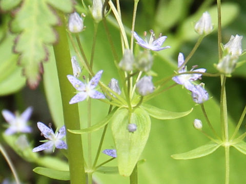 Swertia tetrapetala var.happoensis