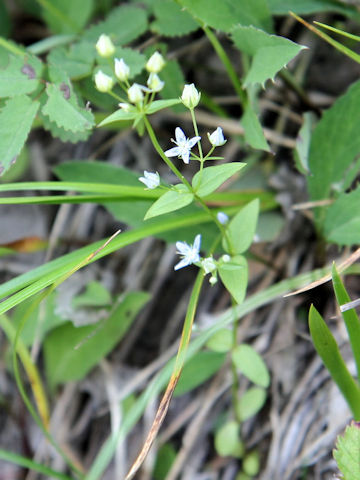 Swertia tetrapetala var.happoensis