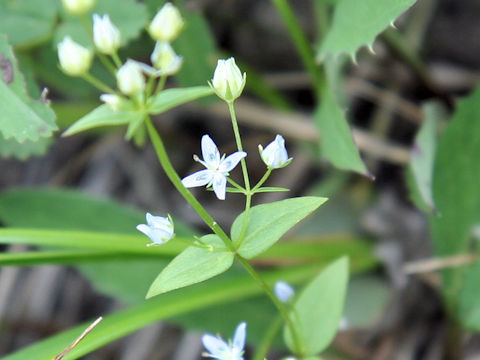 Swertia tetrapetala var.happoensis