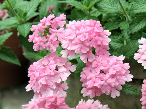 Verbena x hybrida cv. Hanademari