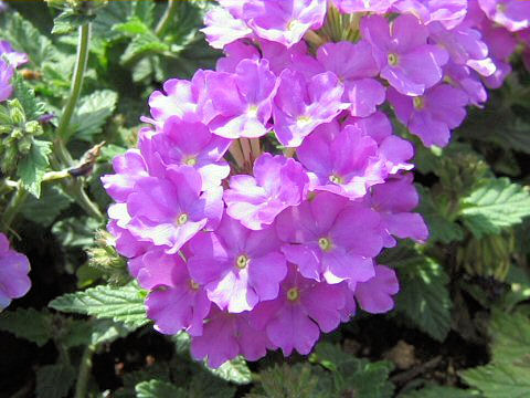 Verbena x hybrida cv. Hanademari