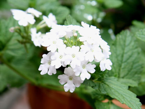 Verbena x hybrida cv. Hanademari