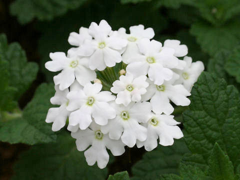 Verbena x hybrida cv. Hanademari