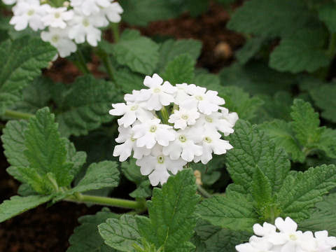 Verbena x hybrida cv. Hanademari