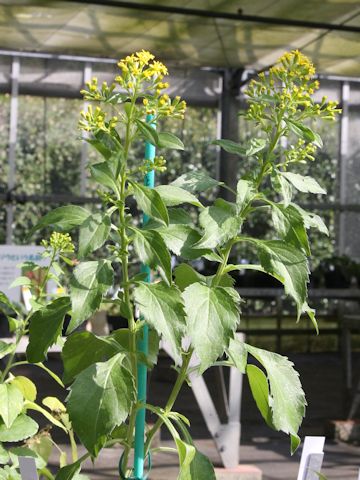 Solidago virgaurea ssp. leiocarpa var. praeflorens