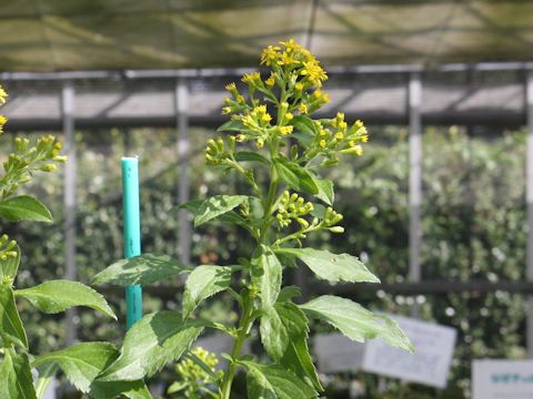 Solidago virgaurea ssp. leiocarpa var. praeflorens