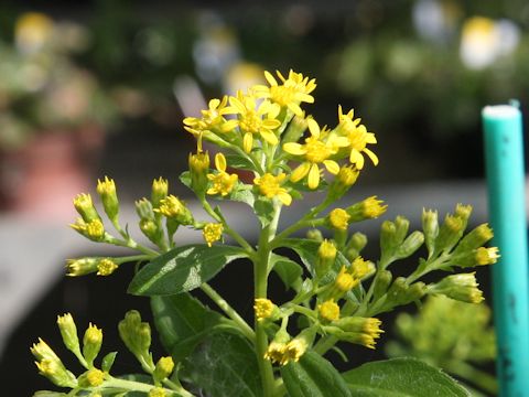 Solidago virgaurea ssp. leiocarpa var. praeflorens