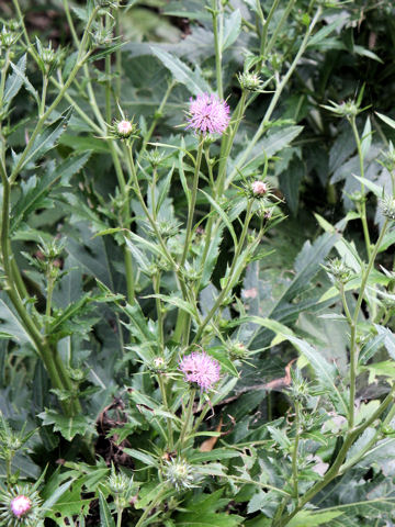 Cirsium hachijoense