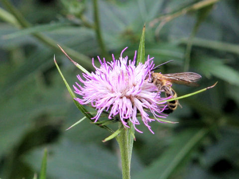 Cirsium hachijoense