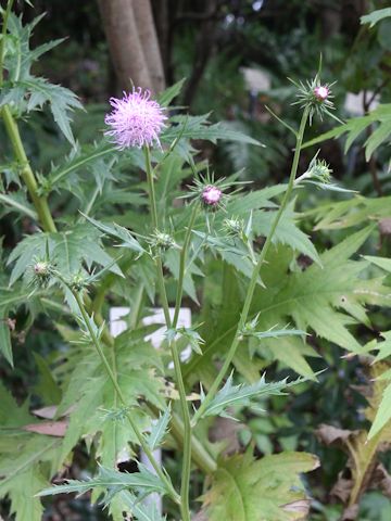 Cirsium hachijoense