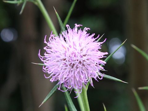 Cirsium hachijoense