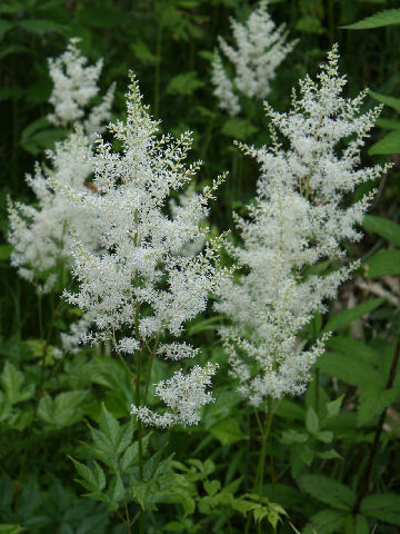 Astilbe thunbergii var. formos