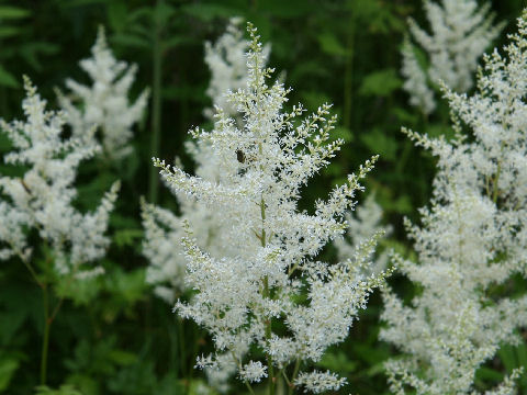 Astilbe thunbergii var. formos