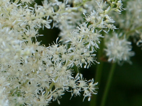 Astilbe thunbergii var. formos