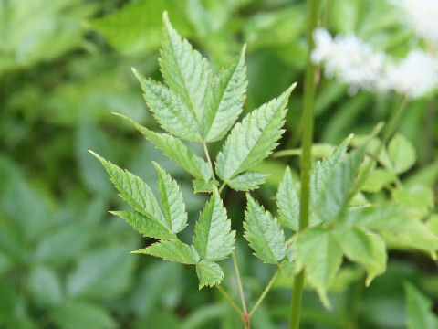 Astilbe thunbergii var. formos