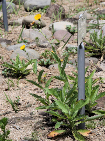 Sonchus brachyotus