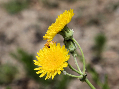 Sonchus brachyotus