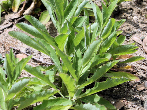 Sonchus brachyotus