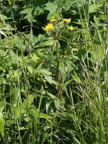 Sonchus brachyotus