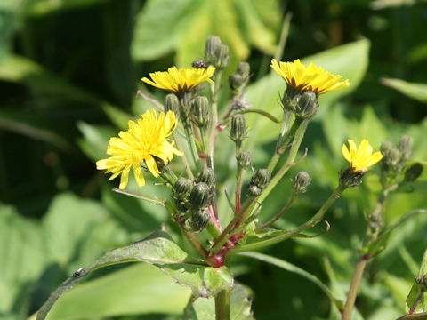 Sonchus brachyotus
