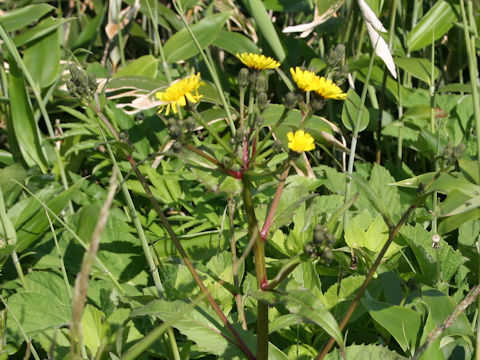 Sonchus brachyotus