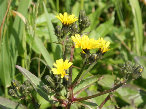Sonchus brachyotus