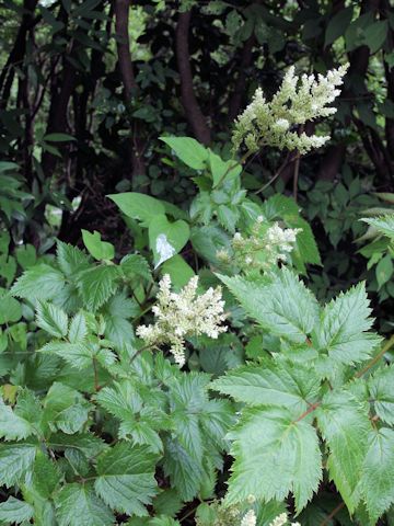 Astilbe thunbergii var. hachijoensis